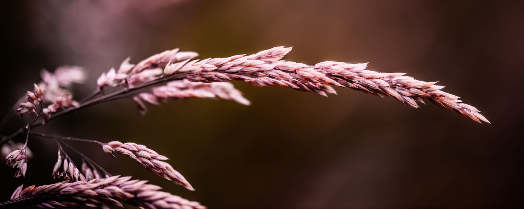 Purple Wheat