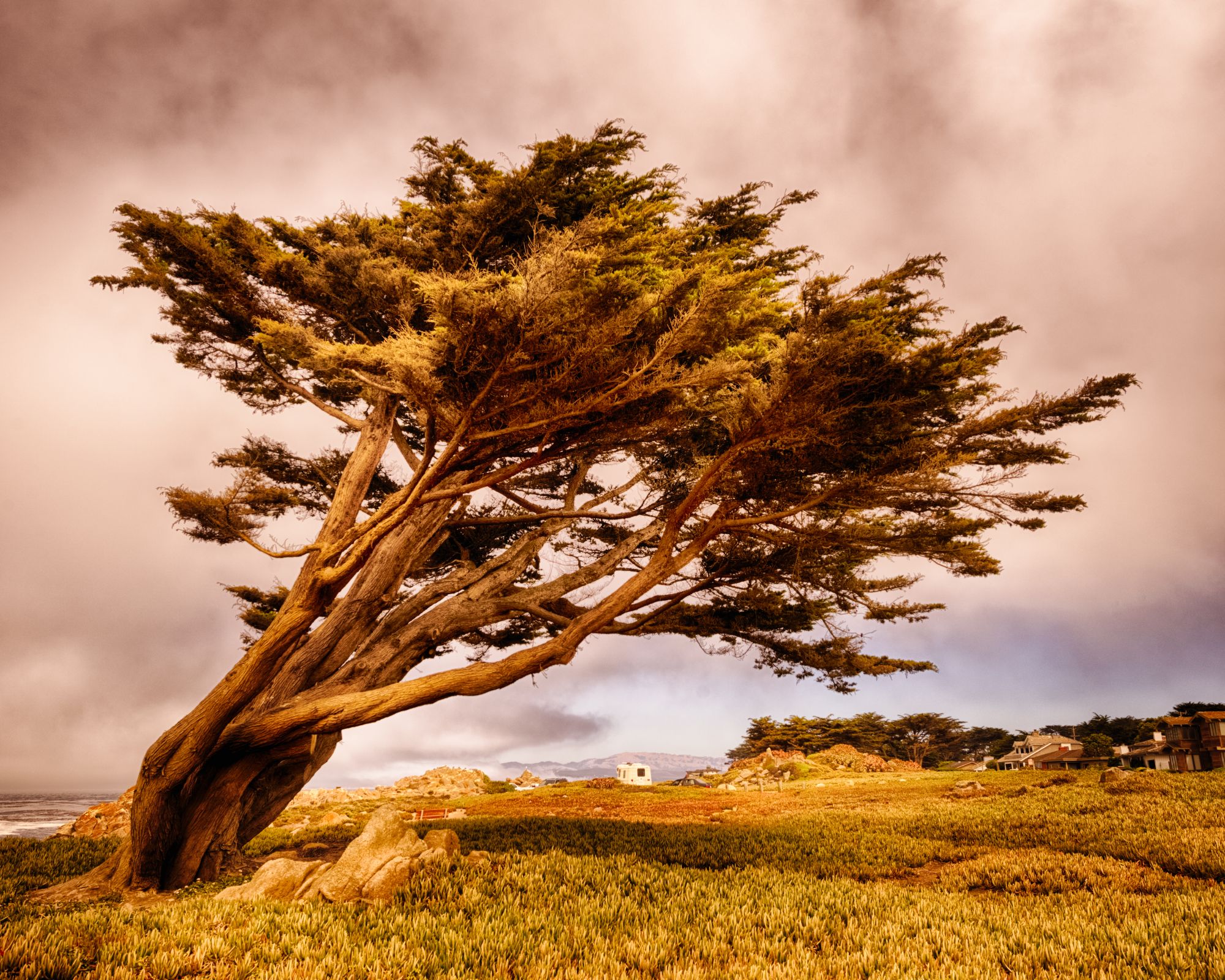 Tree of Pacific Grove